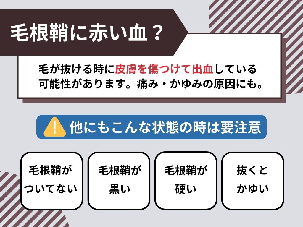 毛根鞘に赤い血？抜けた時の状態をチェック