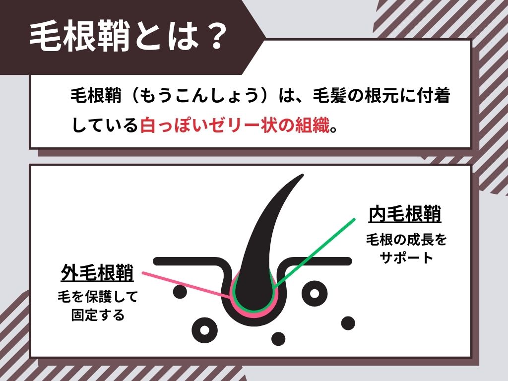 毛根鞘（もうこんしょう）とは？